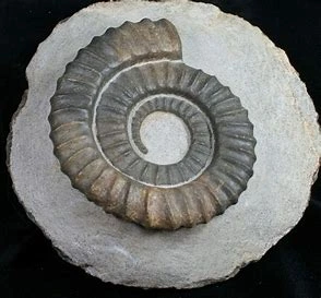 ammonite fossil morocco