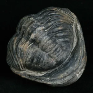 calm fossil