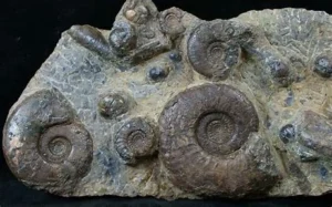 ammonite moroccan